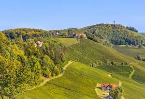 Vineyards in Slovenia