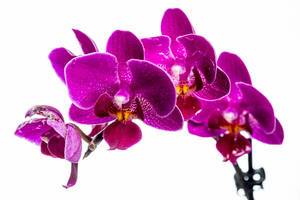 Violetter Orchideen-Blumenzweig vor weißem Hintergrund