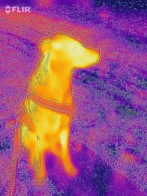 Wärmebild eines Hundes - FLIR Infrarotkamera / iPhone