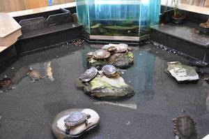 Wasserschildkröten in einem Innenteich