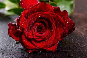Wassertropfen auf einer roten Rose