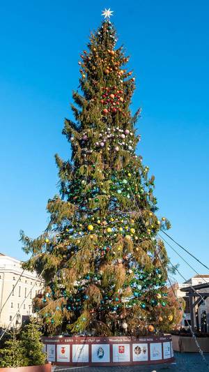 Weihnachtsbaum auf dem Petersplatz