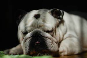 Weiße Bulldogge schläft auf dem Boden