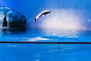 Weißstreifendelfin springt aus dem Wasser - Shedd Aquarium, Chicago