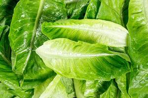 Wet leaves of fresh Romaine lettuce