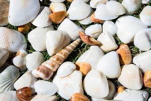 White and orange sea shells on grass
