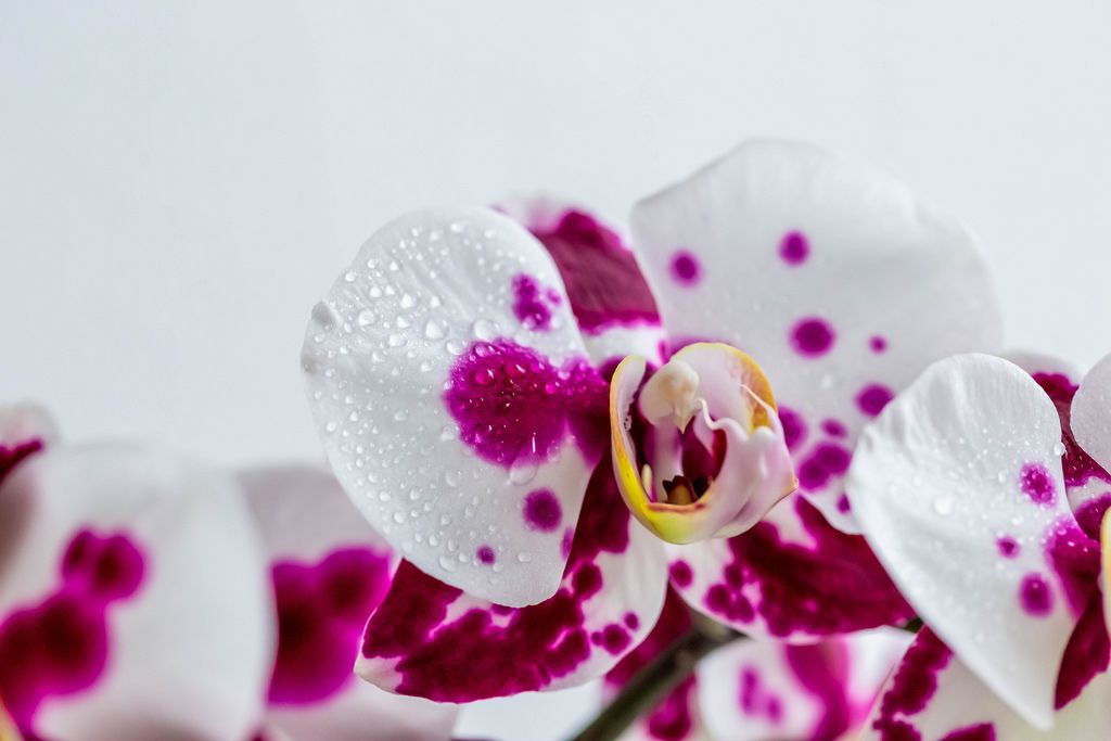 White and purple Orchid flowers with droplets