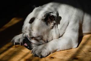 White English Bulldog taking a nap