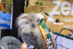 White-grey Owl with golden crown and ribbon of Full and Half Ely Marathon in Minnesota
