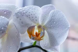 White Orchid flowers with dew drops