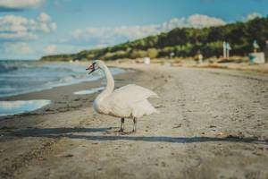 White Swan In Beach