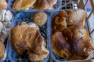 Wild mushroom boletus on marketplace
