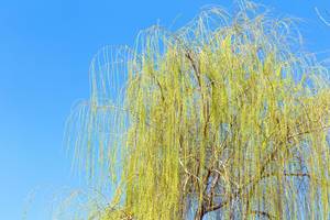 Willow tree with clear blue sky at the background (Flip 2019)
