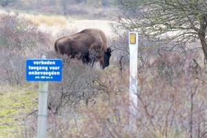 Wisent walks among bushes in Zuid Kennemerland National Park in the Netherlands