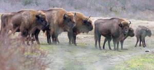 Wisente, europäische Bisons, auf Wiese im Wisentprojekt in Kraansvlak bei Zandvoort, Niederlande