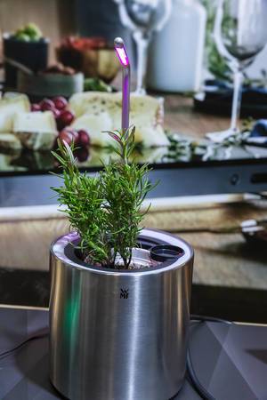 WMF Ambient Pflanzenlicht mit wachstumsförderndes LED-Licht für den häuslichen Kräutergarten