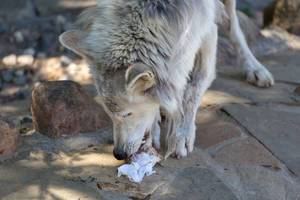 Wolf in Moscow zoo