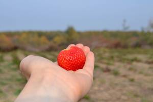 Woman hand holding freshly picked red ripe strawberry