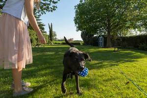 Woman in skirt stands in green grass while playing with a Labrador retriever who takes a blue-white ball in his mouth