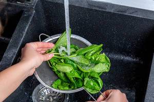 Woman washes fresh spinach leaves under running water