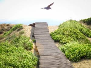 Wooden pathway in the dunes with bushes and a bird