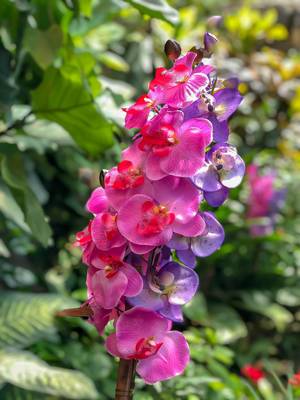 Wunderschöne Orchidee im Schmetterlinghaus in WIen