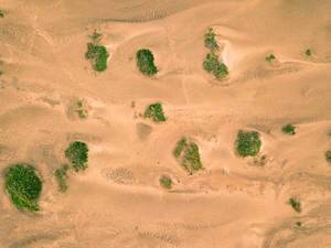Wüste mit vereinzelten grünen Sträuchern aus der Vogelperspektive