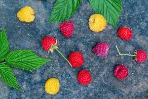 Yellow and red raspberry berries with leaves