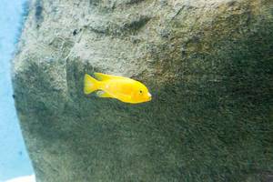 Yellow Cichlid (Labidochromis caeruleus) at Shedd Aquarium