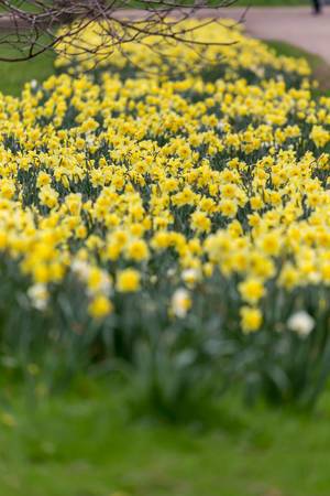 Yellow daffodils in a park. Soft foreground and background
