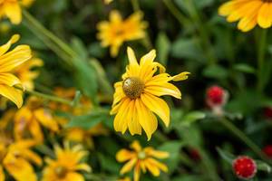 Yellow Marguerite Daisy Growing
