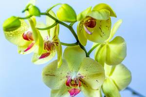 Yellow Orchid branch with water drops