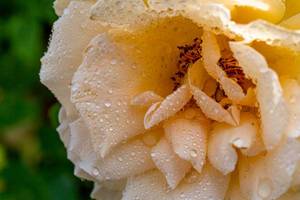 Yellow rose with drops of dew