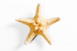 Yellow sea star on white background (Flip 2019)