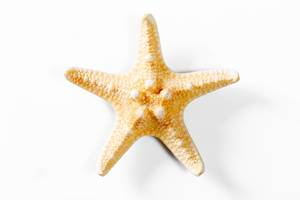 Yellow sea star on white background