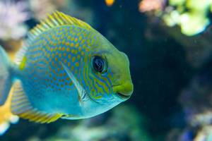 Yellow spot rabbitfish (Flip 2019)