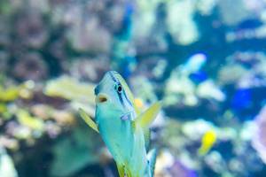 Yellow spot rabbitfish swimming up (Flip 2019)