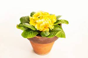 Yellow spring pansies flowers in ceramic pot isolated