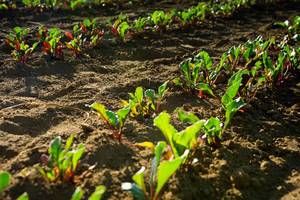 Young beet plants