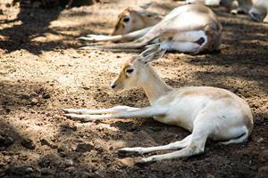 Young blackbuck antilope cervicapra lying on fresh ground