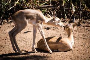 Young blackbucks antilope cervicapra