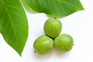 Young green walnut with leaves on white background