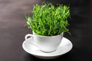 Young pea sprouts in a white Cup on a black background (Flip 2019)