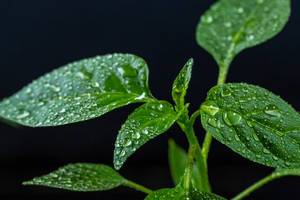 Young pepper leaves with water drops