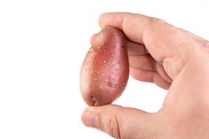 Young Potatoe in the hand isolated on white background (Flip 2019)