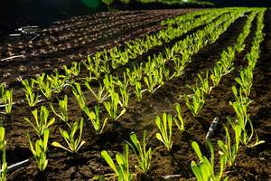 Young roman lettuce plants