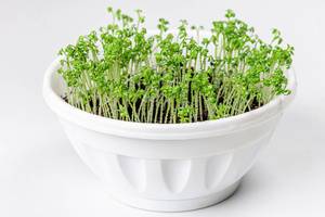 Young sprouts of watercress in a white flower pot (Flip 2020)