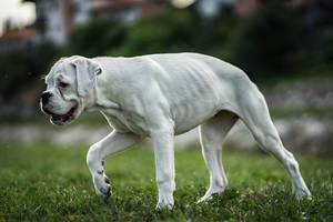 Young White Boxer Dog Walking in the Field