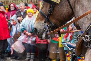 Zahlreiche Pferde begleiten den Rosenmontagsumzug in Köln. Pferde im Karneval haben eine lange Tradition, aber Tierschützer äußern sich stark dagegen