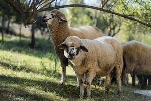 Zwei grasende Schafe auf der Wiese einer Farm